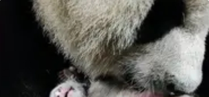 重庆动物园大熊猫宝宝满月啦！萌力全开引爆全网“云吸猫”热潮